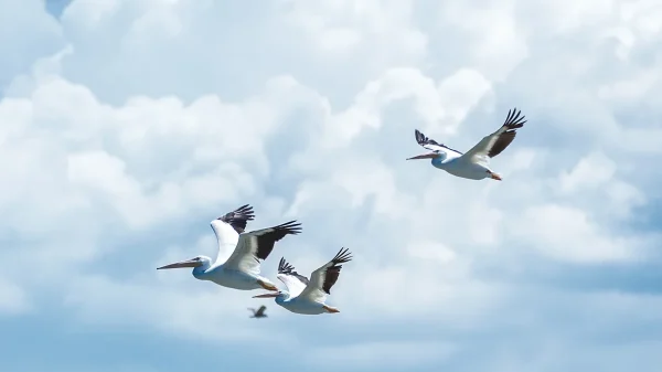 Private tours to Black River Safari & Pelican Bar Combo Tour Package