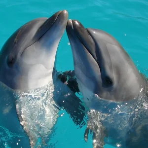 Private tours to Dolphin Cove Lucea